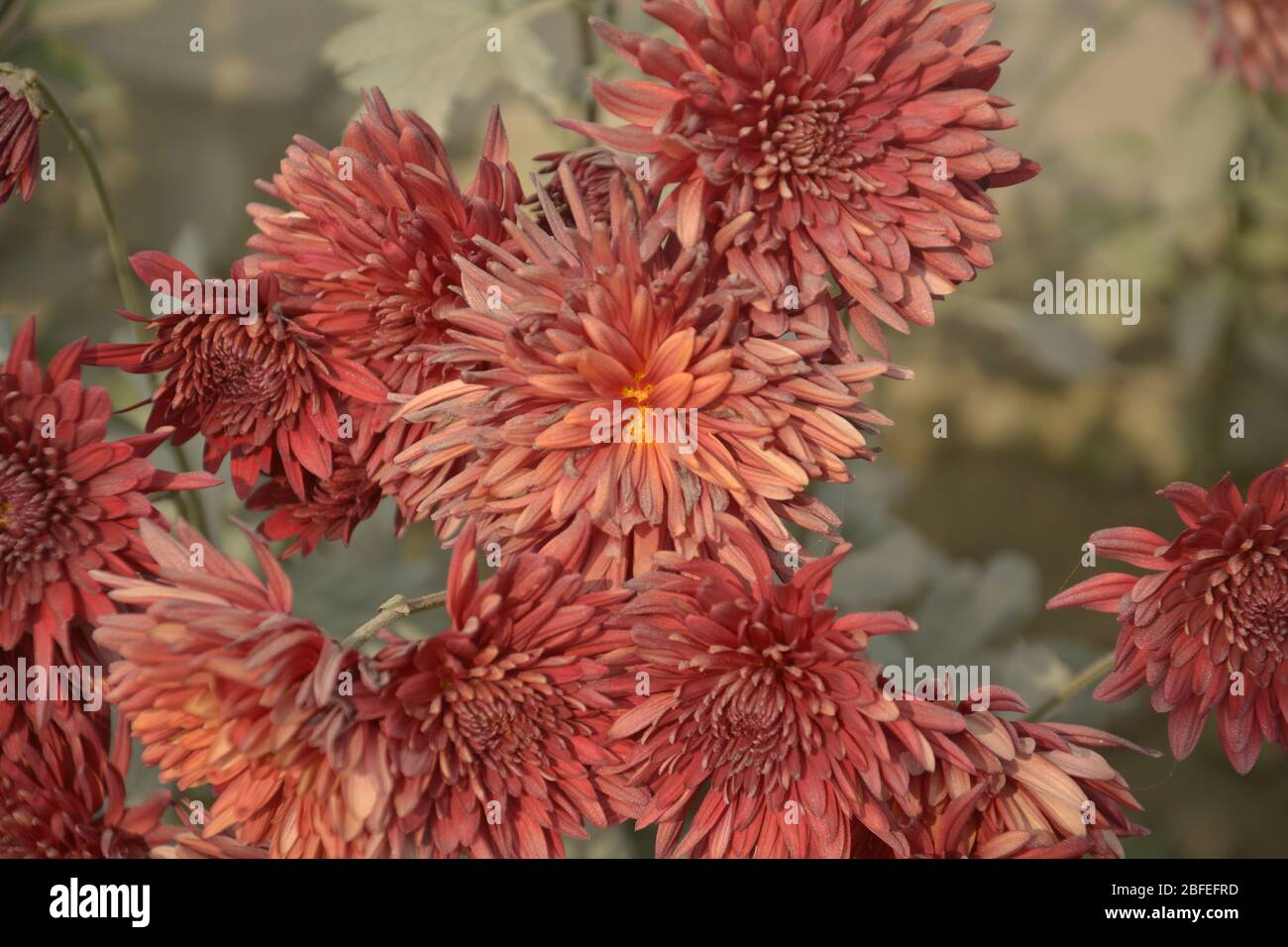 Primo piano di un bel fiore di dahlia bruno fiorito in un giardino Foto Stock