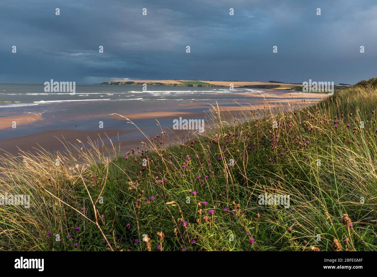 Lunan Bay, Angus Foto Stock