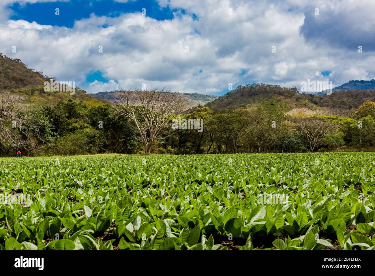 Campi di Tabacco in pueblo nuevo vicino a San Juan de Limay Madriz in Nicaragua Foto Stock