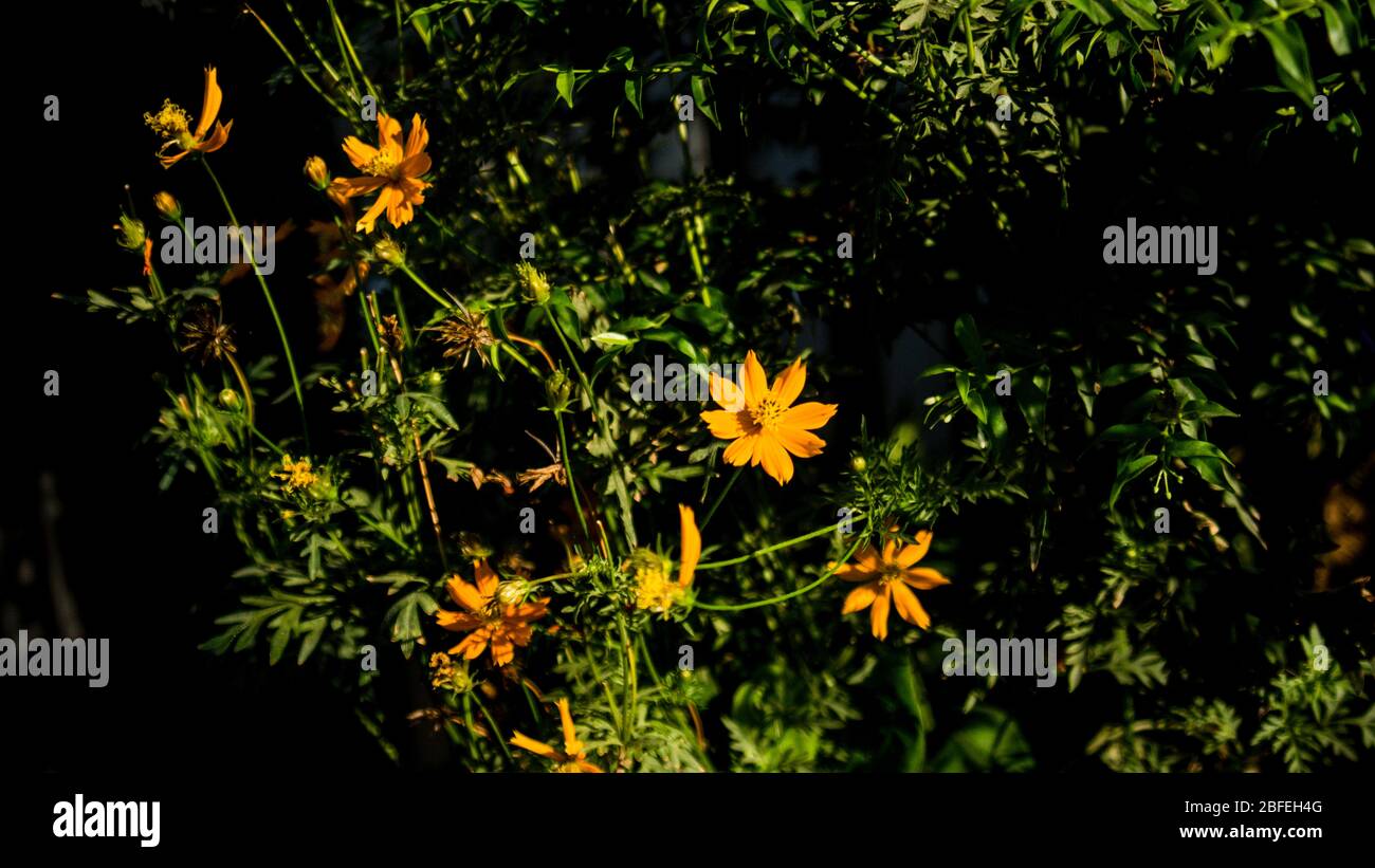 cosmo zolfo vicino al recinto del contadino, fiori gialli e rossi sono così belli, come una giovane ragazza. Primo piano del cosmo di zolfo in fiore sul campo, full frame Foto Stock