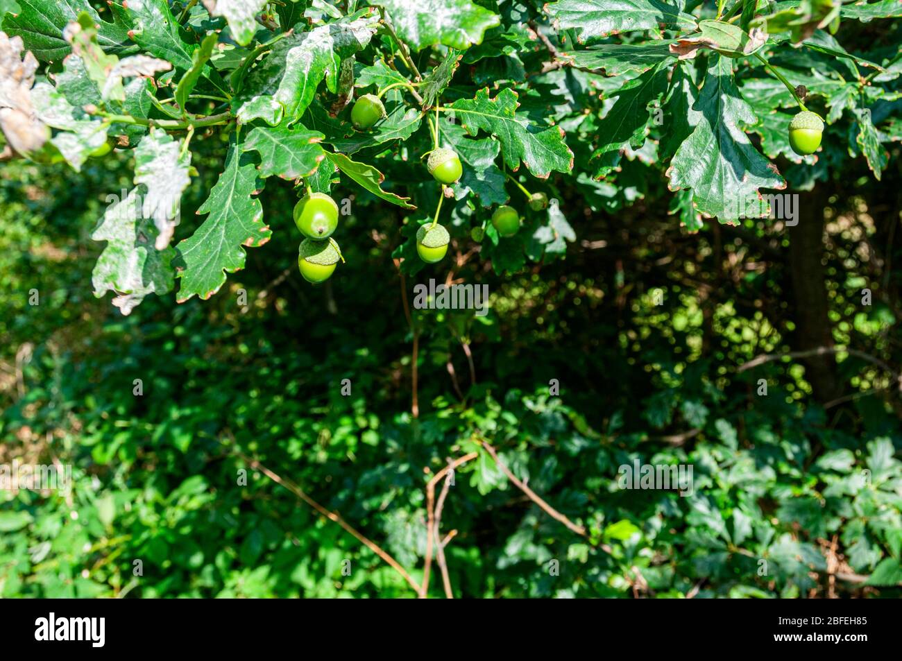 Il frutto della quercia, ghiande, sopportato in cupole a tazza, tra i grappoli di foglie verdi disposte a spirale con margini lobati profondamente arrotondati Foto Stock