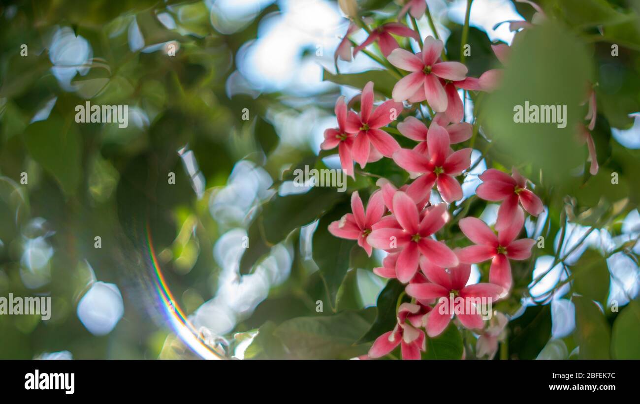 I Combretum indicum sono fiorenti e foglie verdi, fiori di retina indicum pettine fioriscono nel giardino, crepuscolo Rangoon o quisqualis indica cresce in Foto Stock