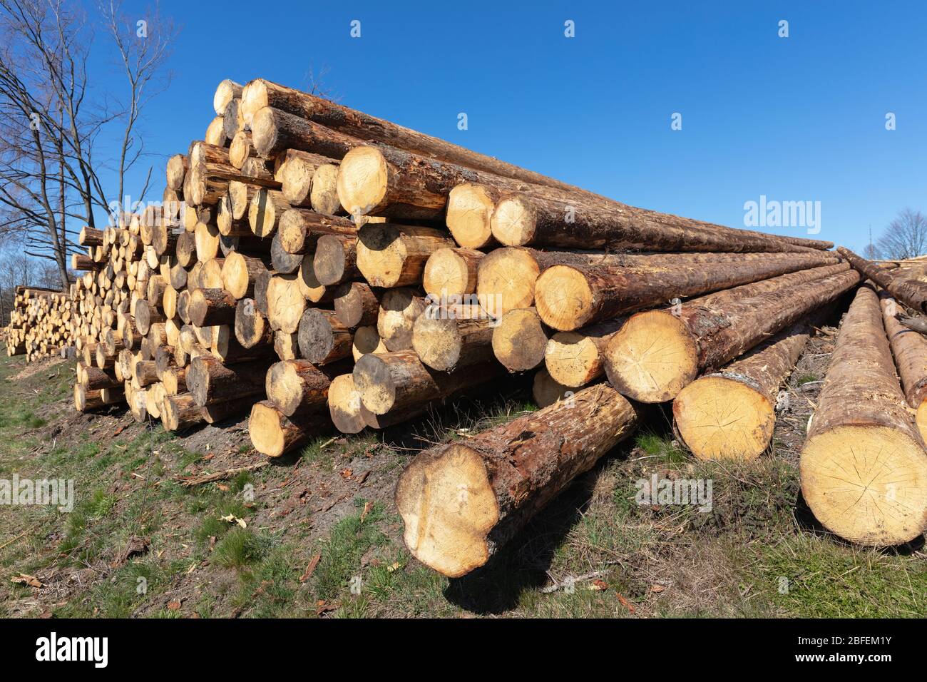 palo di legno vicino al bosco cancellato a causa di infestazione di coleotteri di corteccia Foto Stock