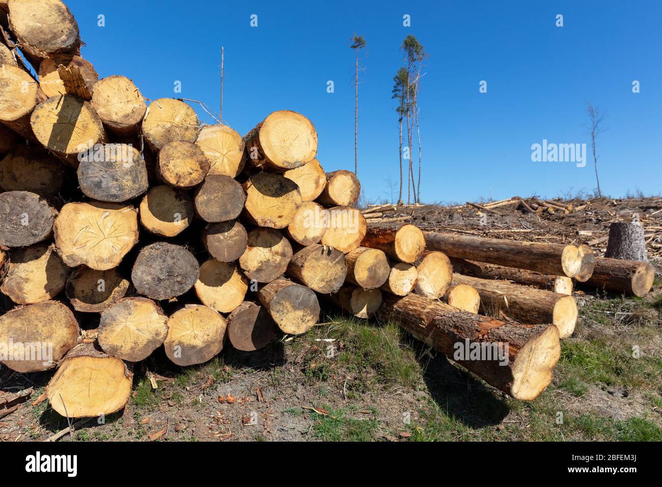 palo di legno vicino al bosco cancellato a causa di infestazione di coleotteri di corteccia Foto Stock