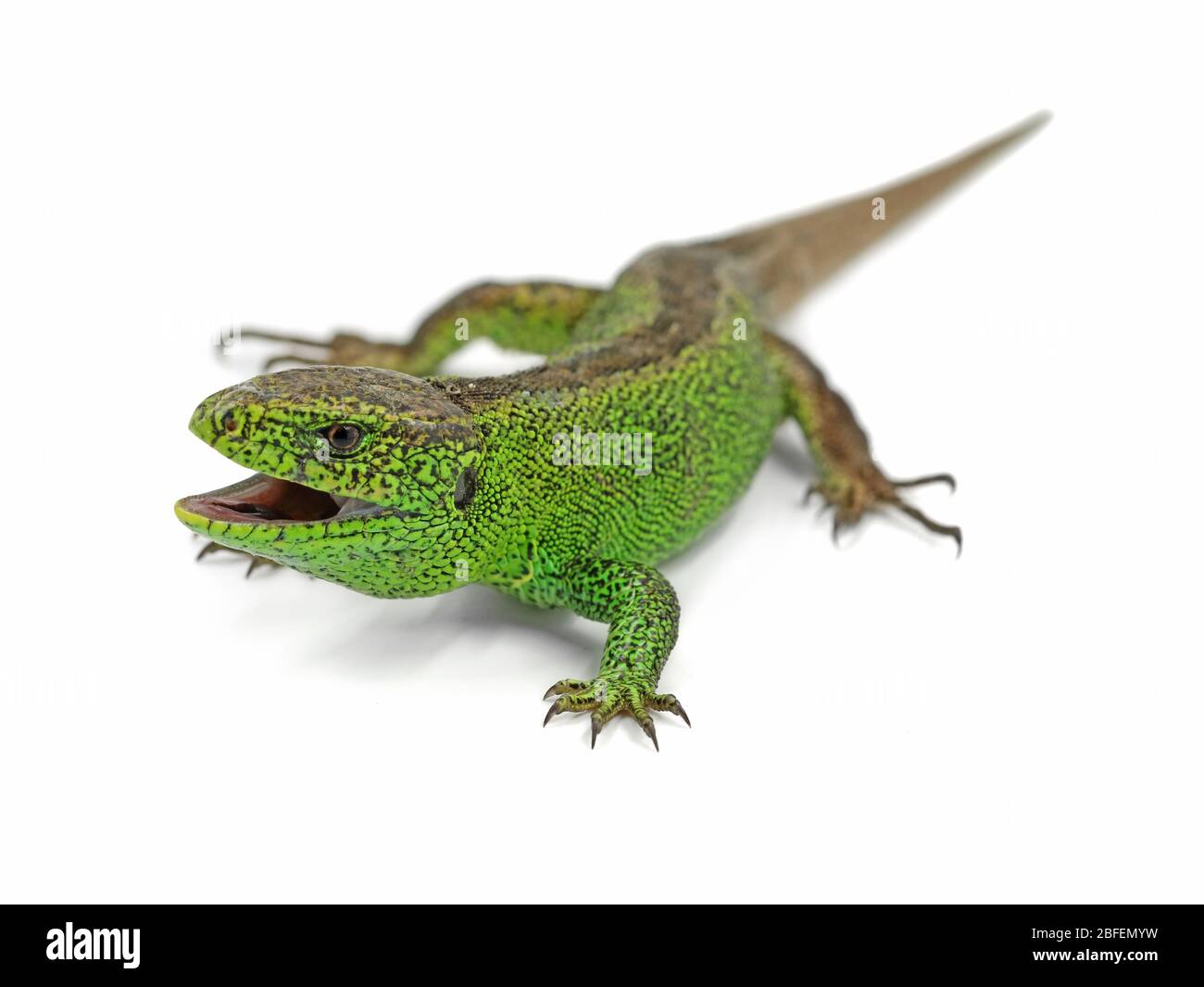 Aggressiva lucertola di sabbia verde maschile, Lacerta agilis, pronta ad attaccare isolata su sfondo bianco Foto Stock
