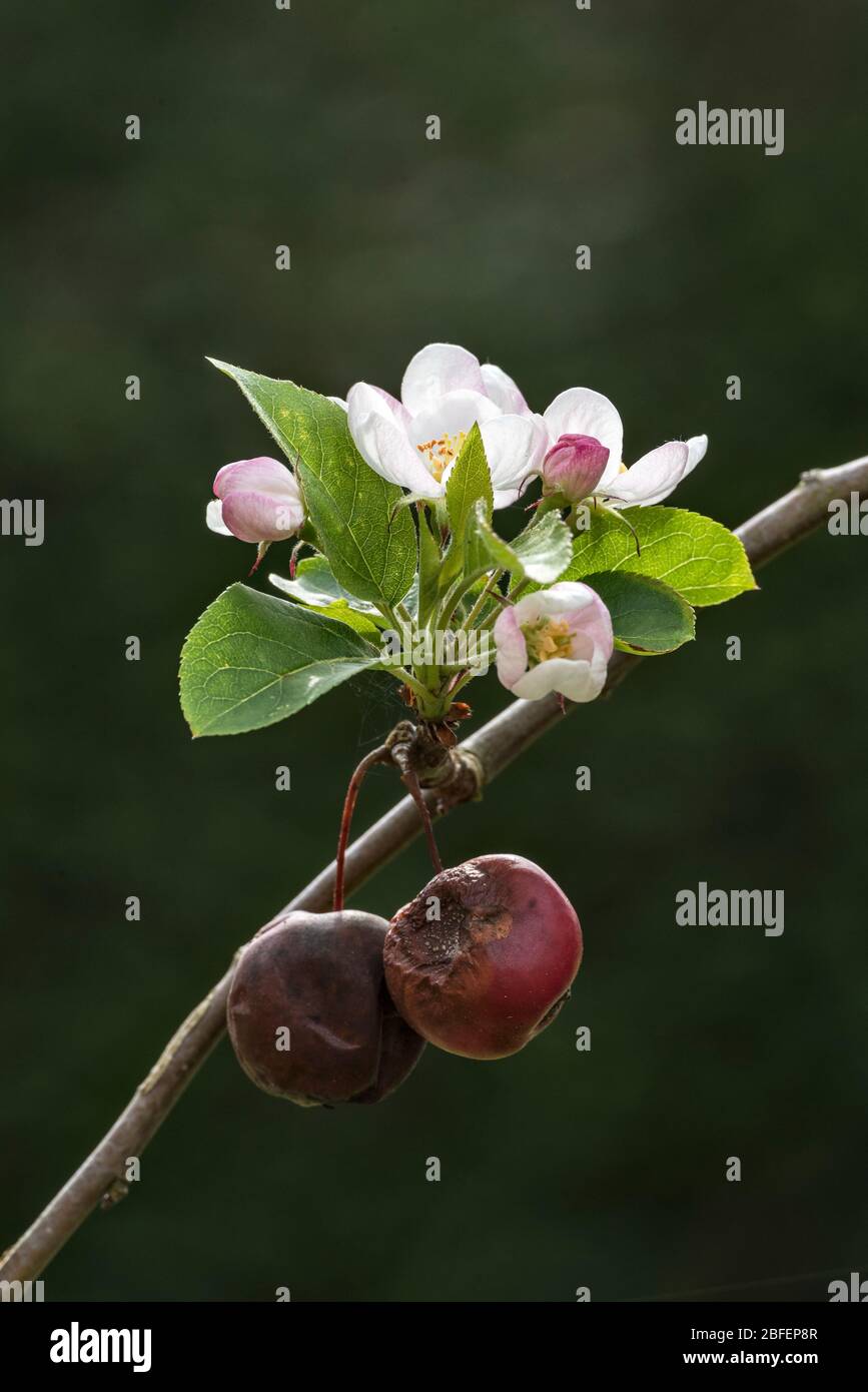 Fioritura primaverile fresca su un albero di granchio (Malus), con alcuni dei frutti dell'anno precedente ancora appesi Foto Stock
