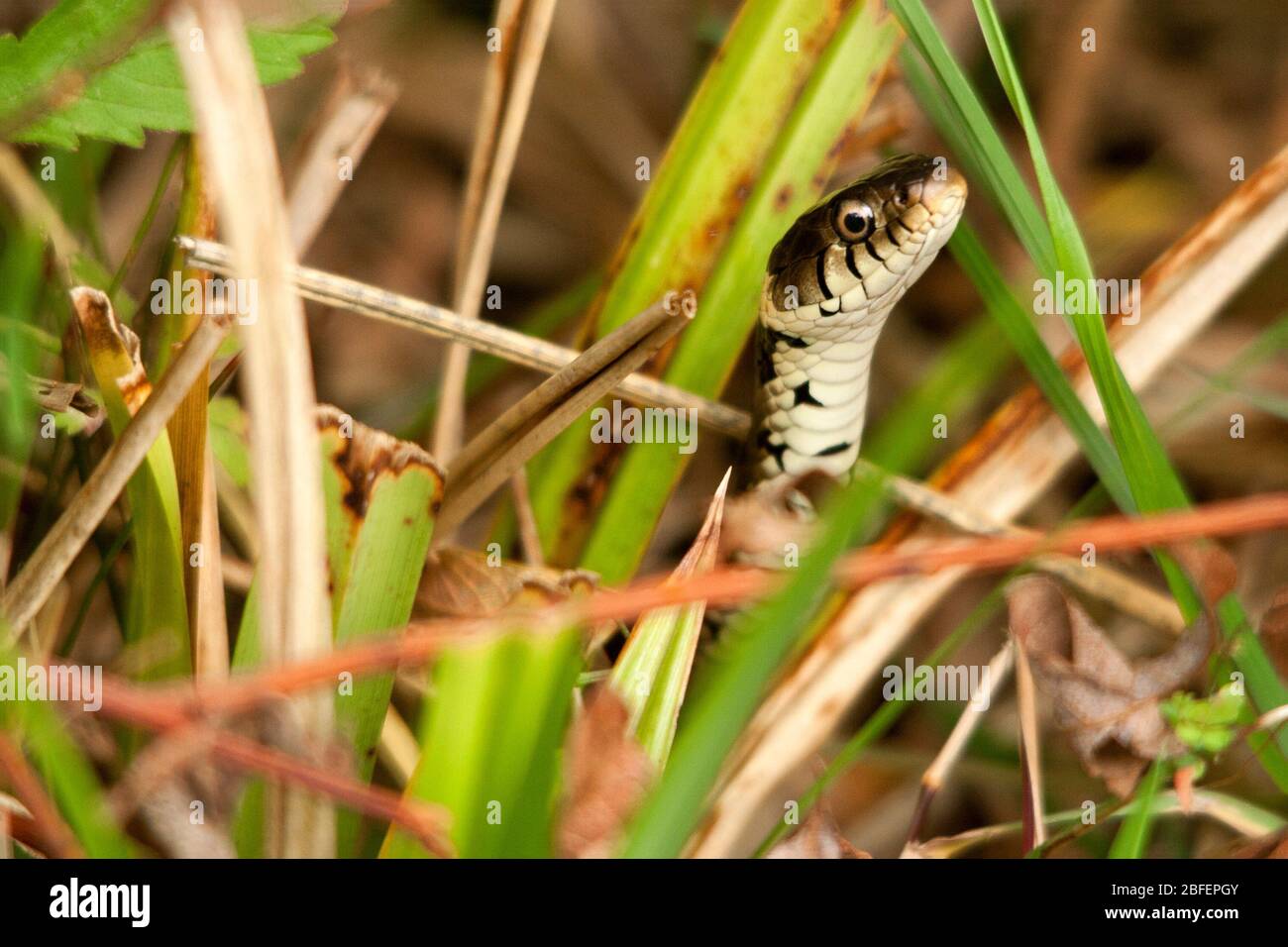 Serpente d'erba Natrix natrix corpo verdastro con fiori scuri lungo fianchi bianco lato inferiore con segni scuri. Ha pupille rotonde e un colletto giallo Foto Stock