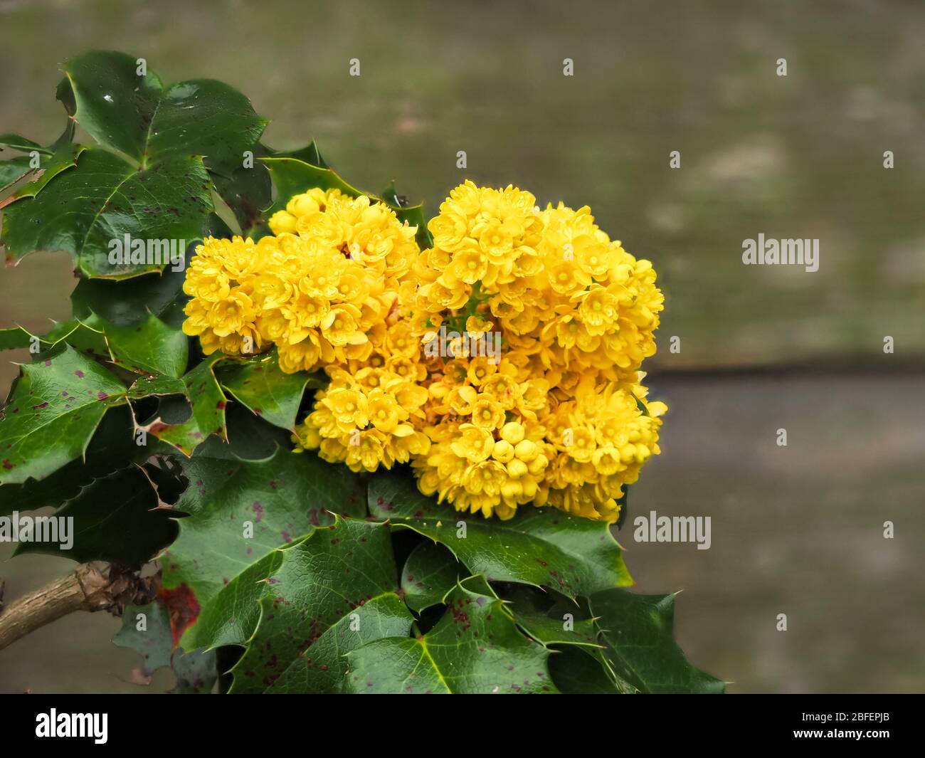 Fiori gialli che si aprono su un ramo di un cespuglio agrifoglio accanto ad un recinto di legno giardino Foto Stock