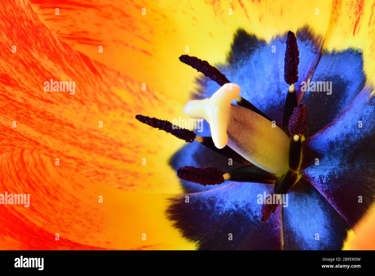 L'interno di un fiore di tulipano. Tulipopistil circondato da balze con granelli di polline. Primo piano macro fotografia in alta risoluzione. Foto Stock