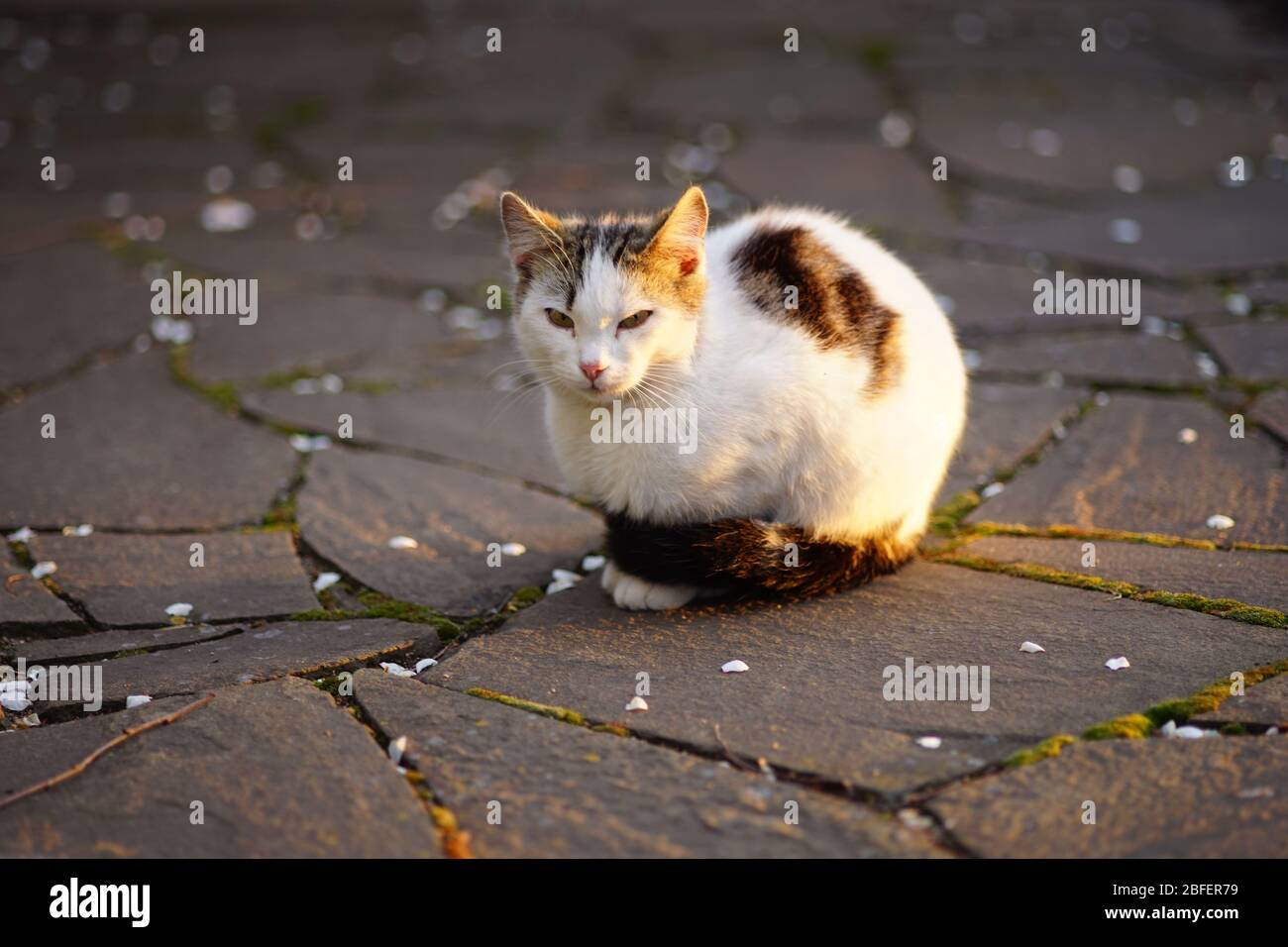 Gatto bianco rilassato una strada fatta di pietra selvaggia in primavera. Foto Stock