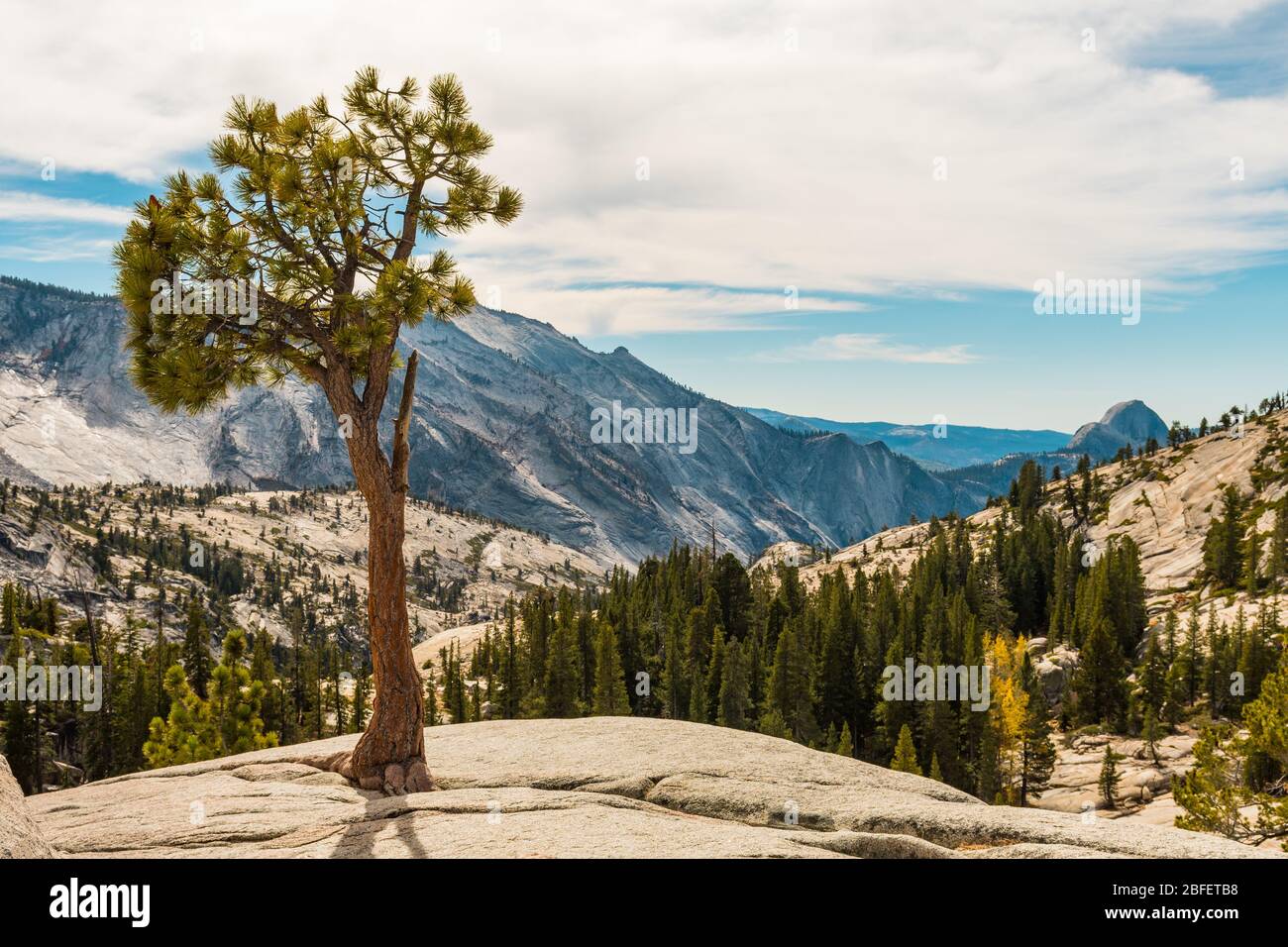 Vista da Olmsted Point dell'ambiente naturale del Parco Nazionale di Yosemite con la Half Dome sullo sfondo Foto Stock