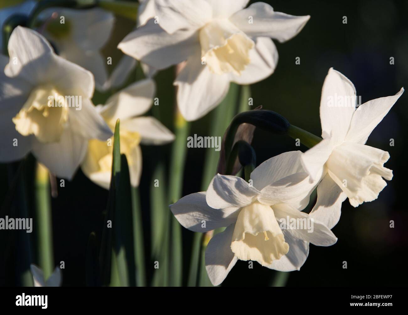 Narcissus 'Pueblo' alla luce di prima sera Foto Stock