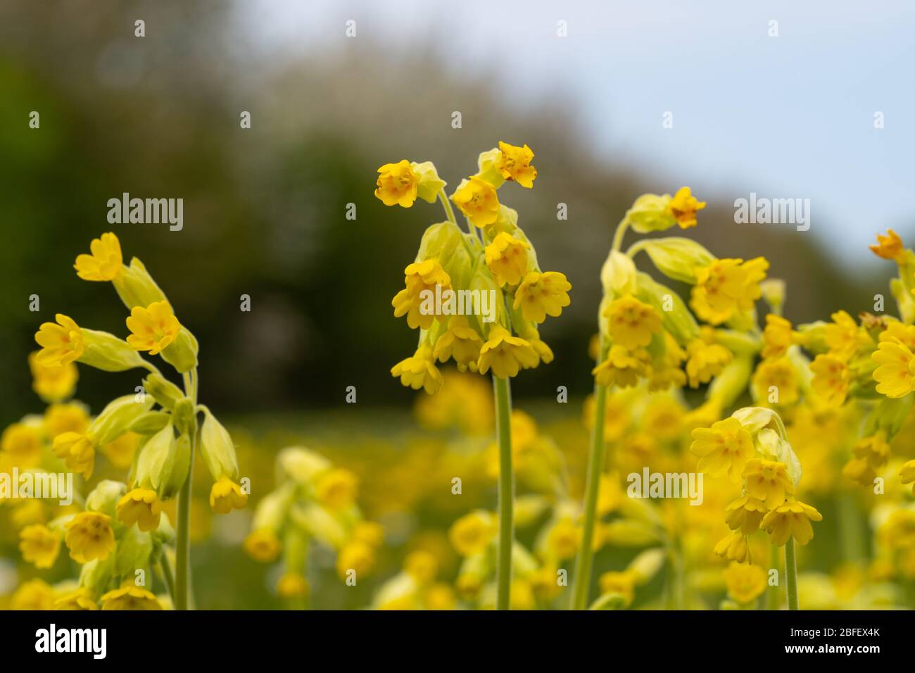 Primo piano Vista ad angolo basso delle carenature fiorite gialle e del campo di erba verde Foto Stock