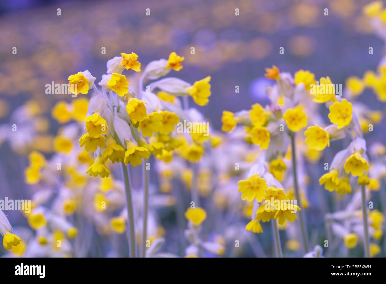 Primo piano Vista ad angolo basso delle carenature fiorite gialle e del campo di erba verde Foto Stock