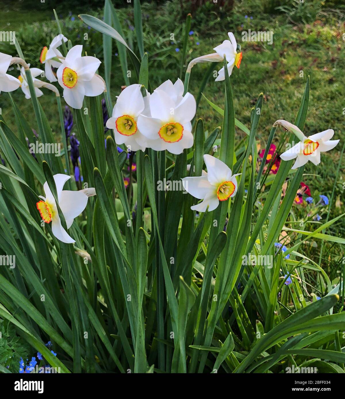 Narcissus "Capability Brown" Foto Stock