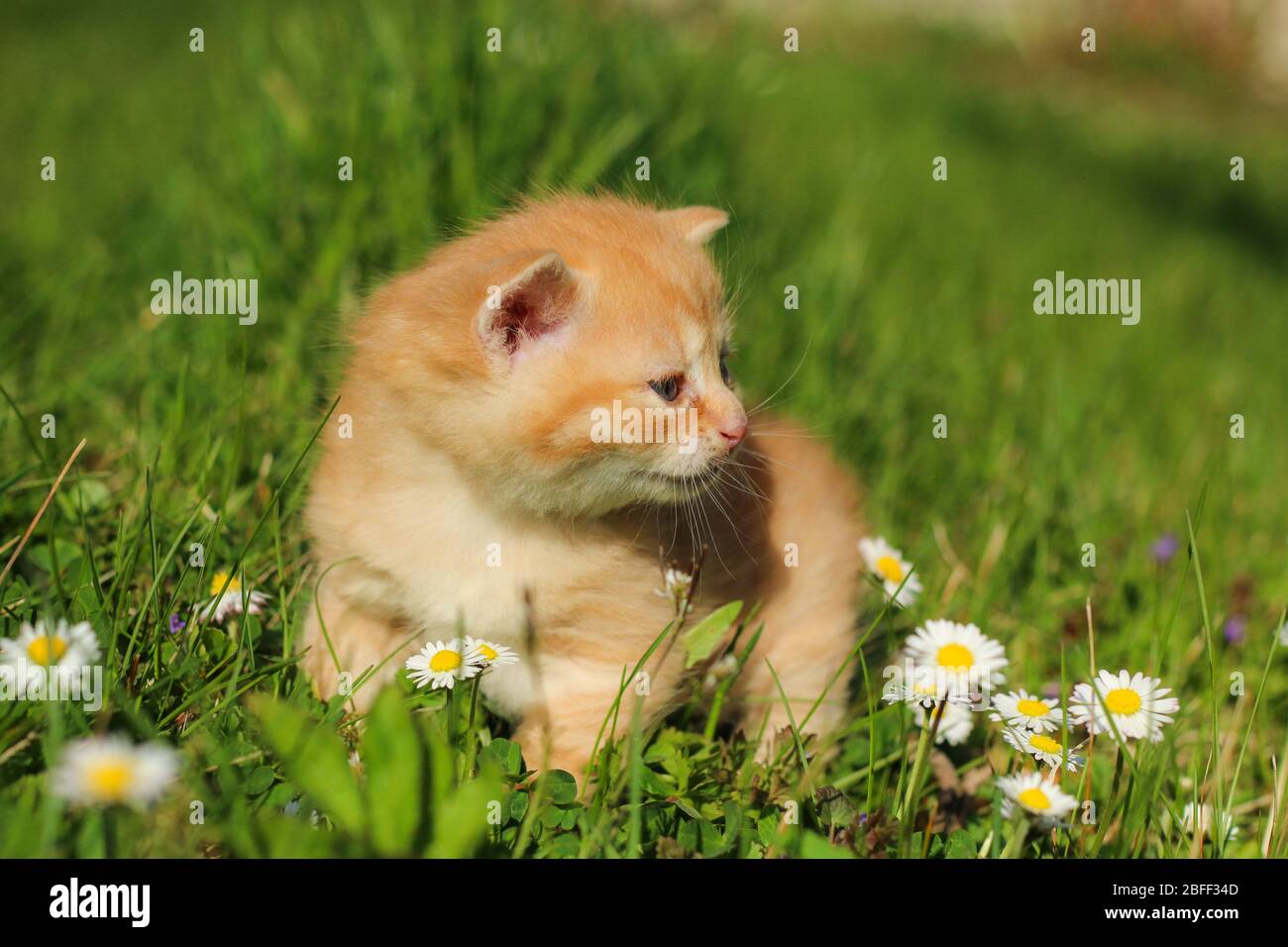 Il ritratto di un giovane gattino di tre settimane nell'erba e nei fiori. Aspetto carino e felice anche con un po 'di squinting occhi. Foto Stock