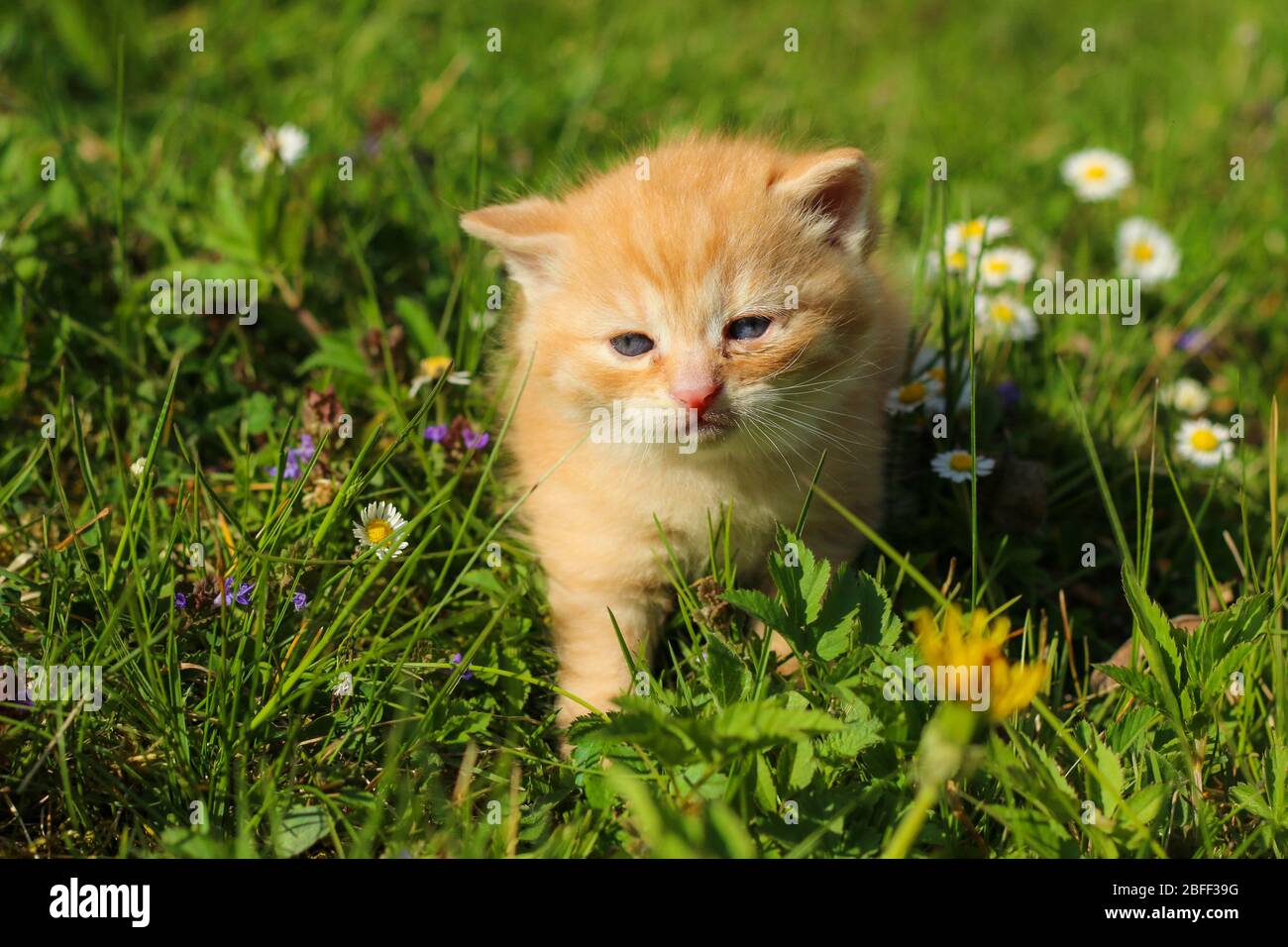 Il ritratto di un giovane gattino di tre settimane nell'erba e nei fiori. Aspetto carino e felice anche con un po 'di squinting occhi. Foto Stock