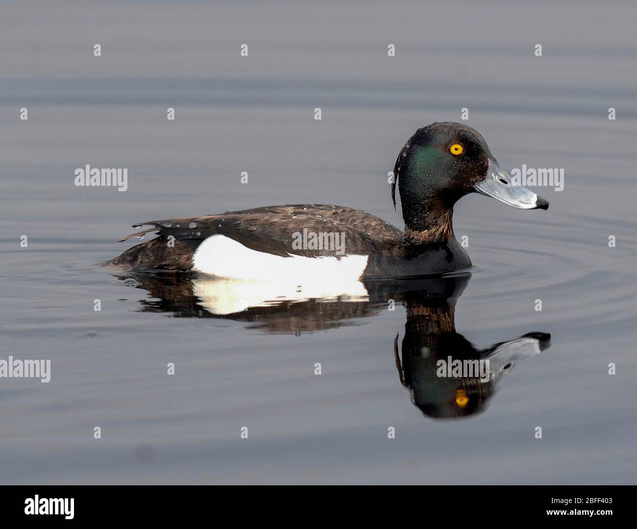 Maschio Tufted Duck (Aythya fuligula), Cairngorm National Park, Scozia Regno Unito. Foto Stock