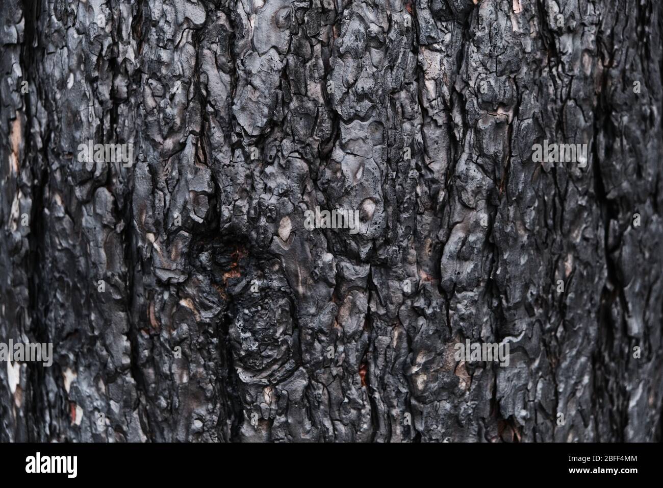 Sfondo corteccia di pino charred, legno nero charred dopo un fuoco della foresta Foto Stock