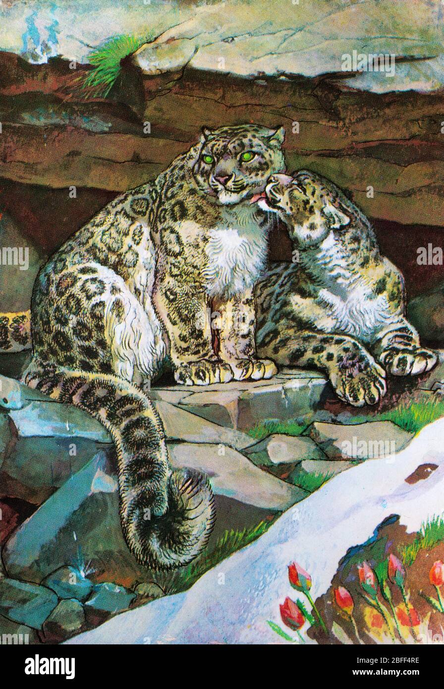 leopardo di neve, Panthera uncia, oncia, gatto Foto Stock