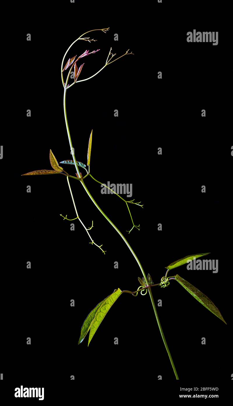 Crescita primaverile sul crossvine (bignonia capreolata), una pianta di arrampicata nativa degli Stati Uniti centrale e meridionale Foto Stock