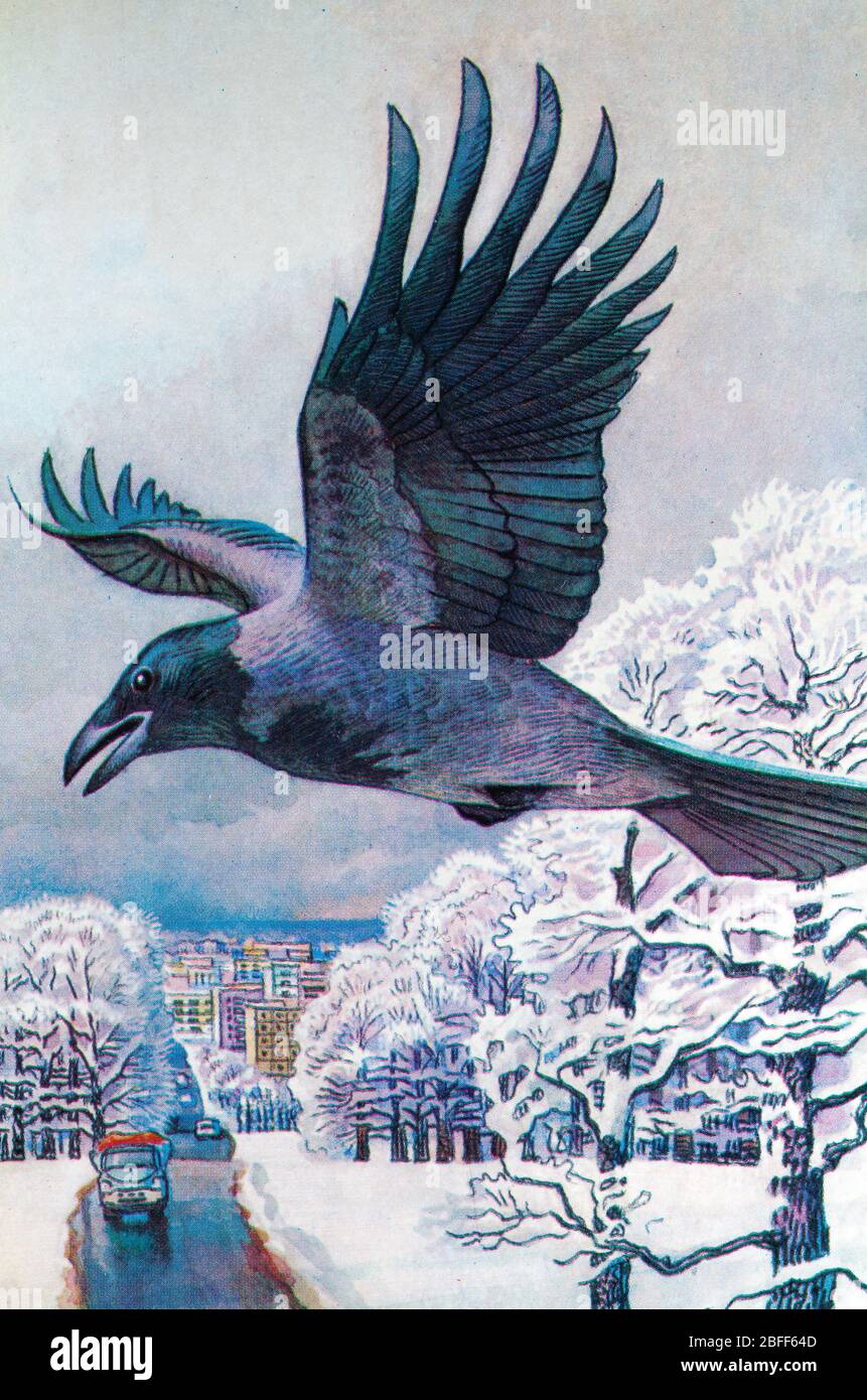 Corvo con cappuccio, cornix Corvus, felpa con cappuccio Foto Stock