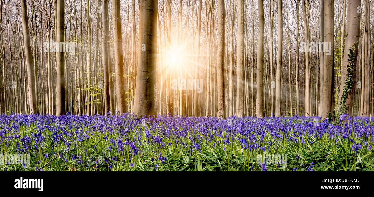 Tappeto floreale mozzafiato con blu fioritura bluebells e bei raggi di sole tra gli alberi decidui nella famosa foresta di Halle, Belgio. Foto Stock