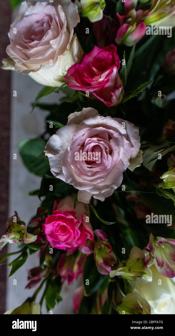 Gruppo di fiori Foto Stock