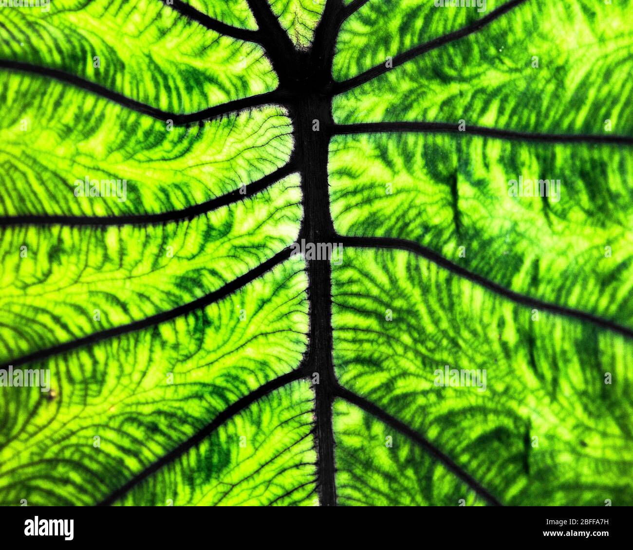 Primo piano dettagliato del congedo di gigantesche piante di elefante Foto Stock