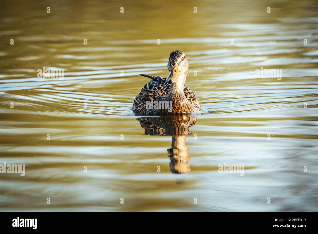 Incredibile anatra di mallardo multicolore (anas platyrhynchos) nuota nel lago o fiume sotto il paesaggio della luce del sole. Foto Stock