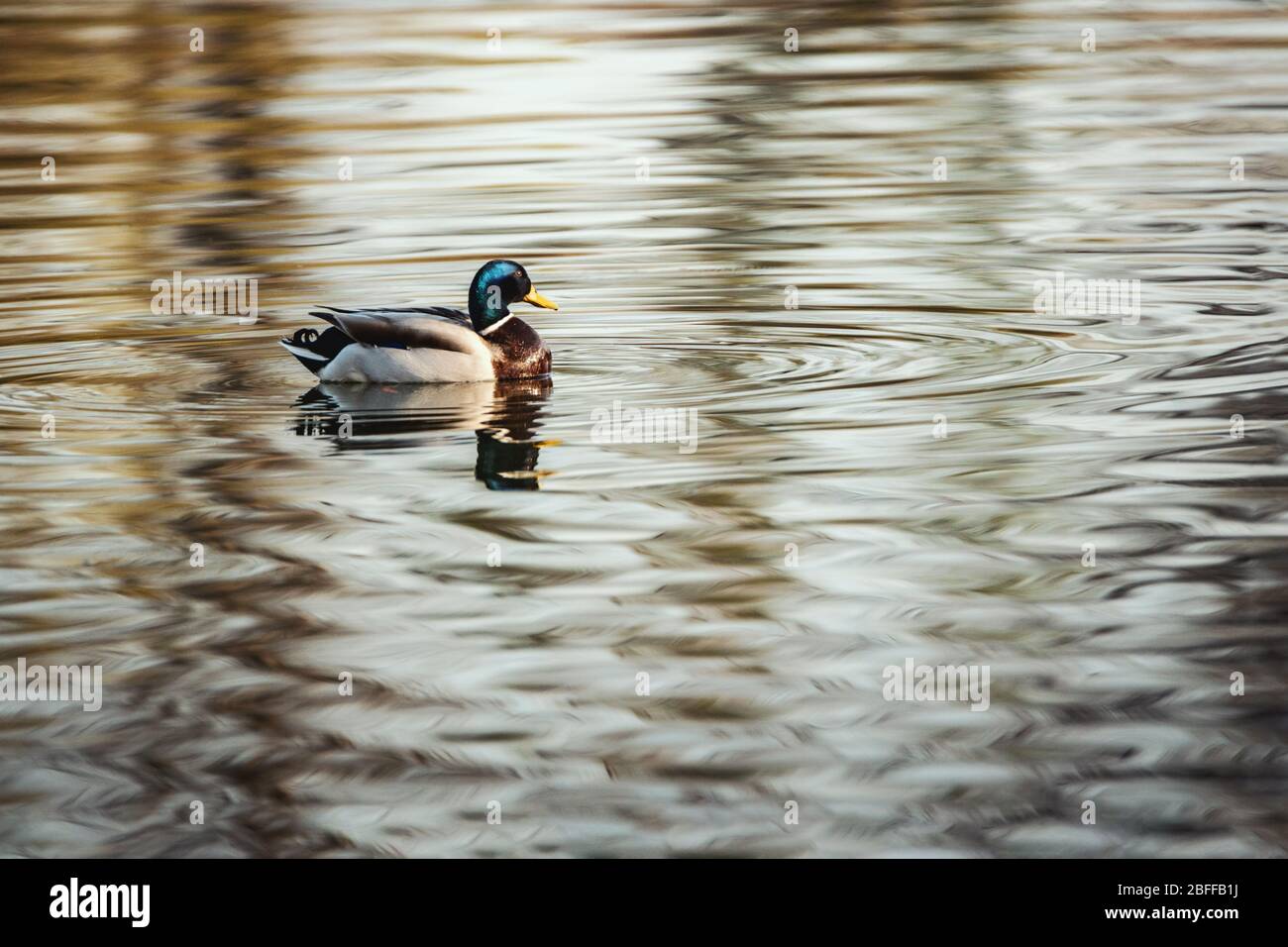 Incredibili anatre multicolore di mallardo (anas platyrhynchos) nuotare nel lago o fiume sotto il paesaggio della luce del sole. Foto Stock