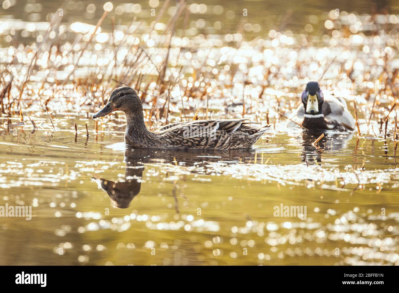 Incredibili anatre multicolore di mallardo (anas platyrhynchos) nuotare nel lago o fiume sotto il paesaggio della luce del sole. Foto Stock