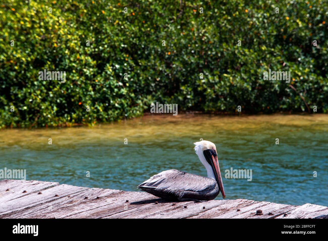 Pelecanus occidentalis Pelican marrone sul mangrovie, Punta Allen, Sian Ka'an Riserva, Penisola dello Yucatan, Messico. Nella lingua del popolo Maya Foto Stock