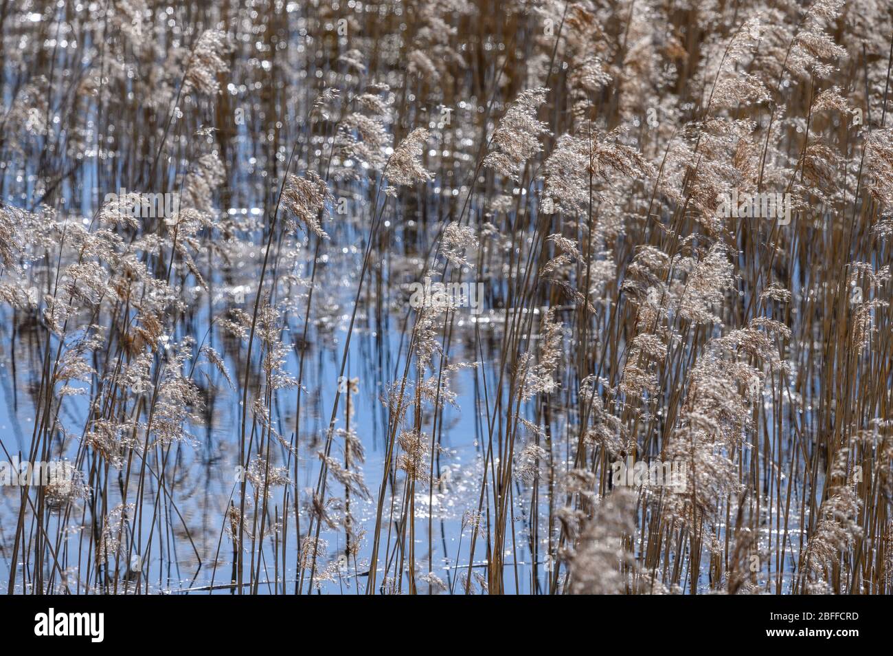 Tice's Meadow Nature Reserve - Blackwater Valley, tra Badshot Lea e Tongham, al confine tra Surrey & Hampshire Foto Stock