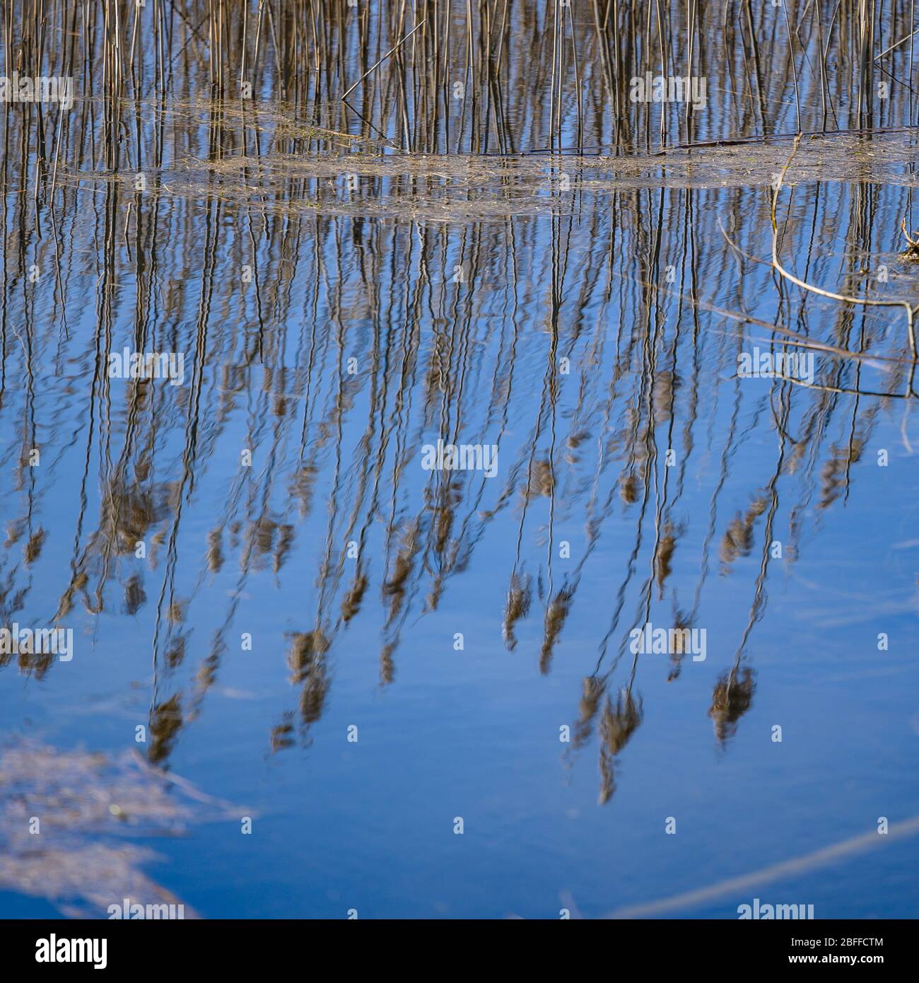 Tice's Meadow Nature Reserve - Blackwater Valley, tra Badshot Lea e Tongham, al confine tra Surrey & Hampshire Foto Stock