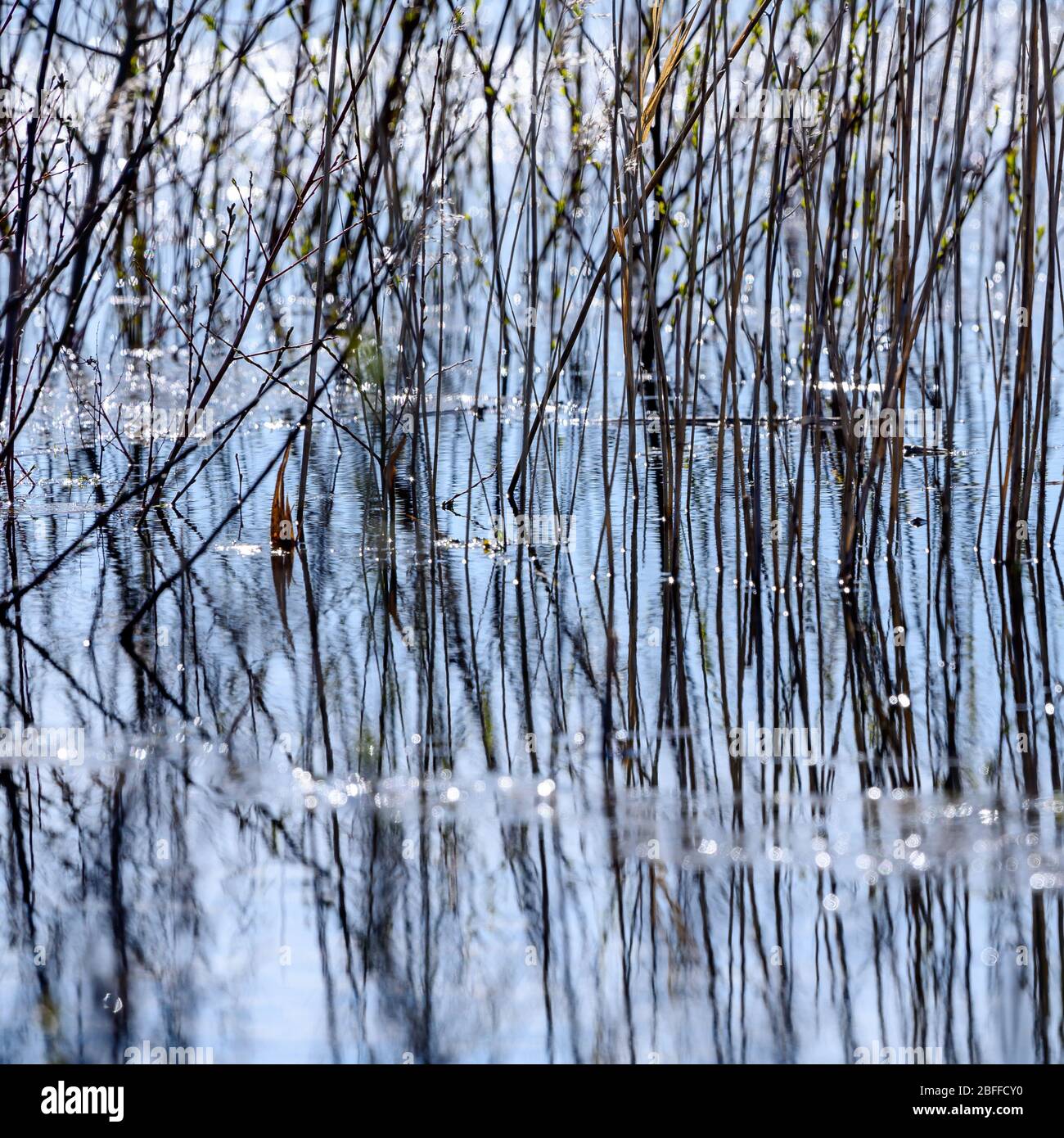 Tice's Meadow Nature Reserve - Blackwater Valley, tra Badshot Lea e Tongham, al confine tra Surrey & Hampshire Foto Stock