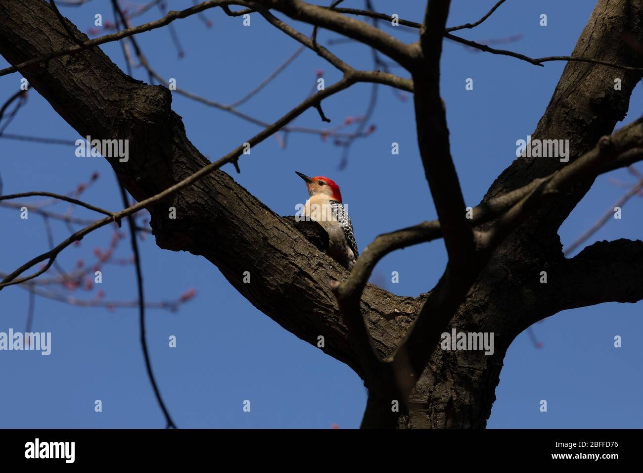 Il picchio rosso-beccato - maschio. Picchio americano di medie dimensioni. Foto Stock
