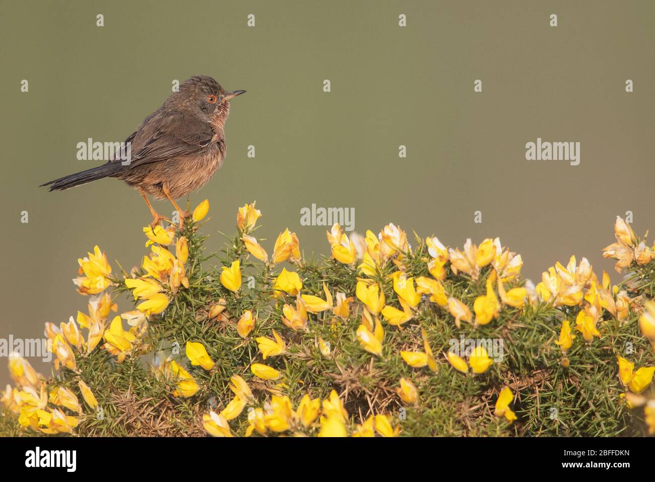 Dartford Warbler, Surrey, Regno Unito Foto Stock