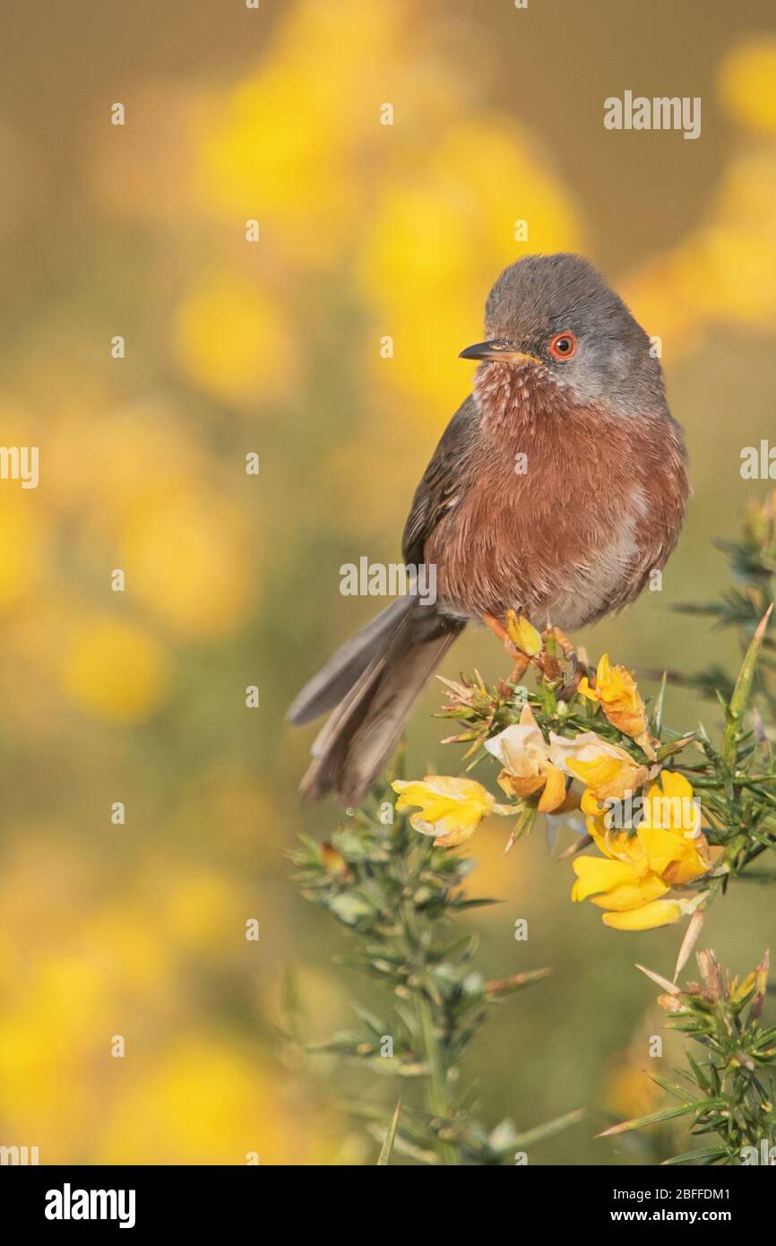 Dartford Warbler, Surrey, Regno Unito Foto Stock