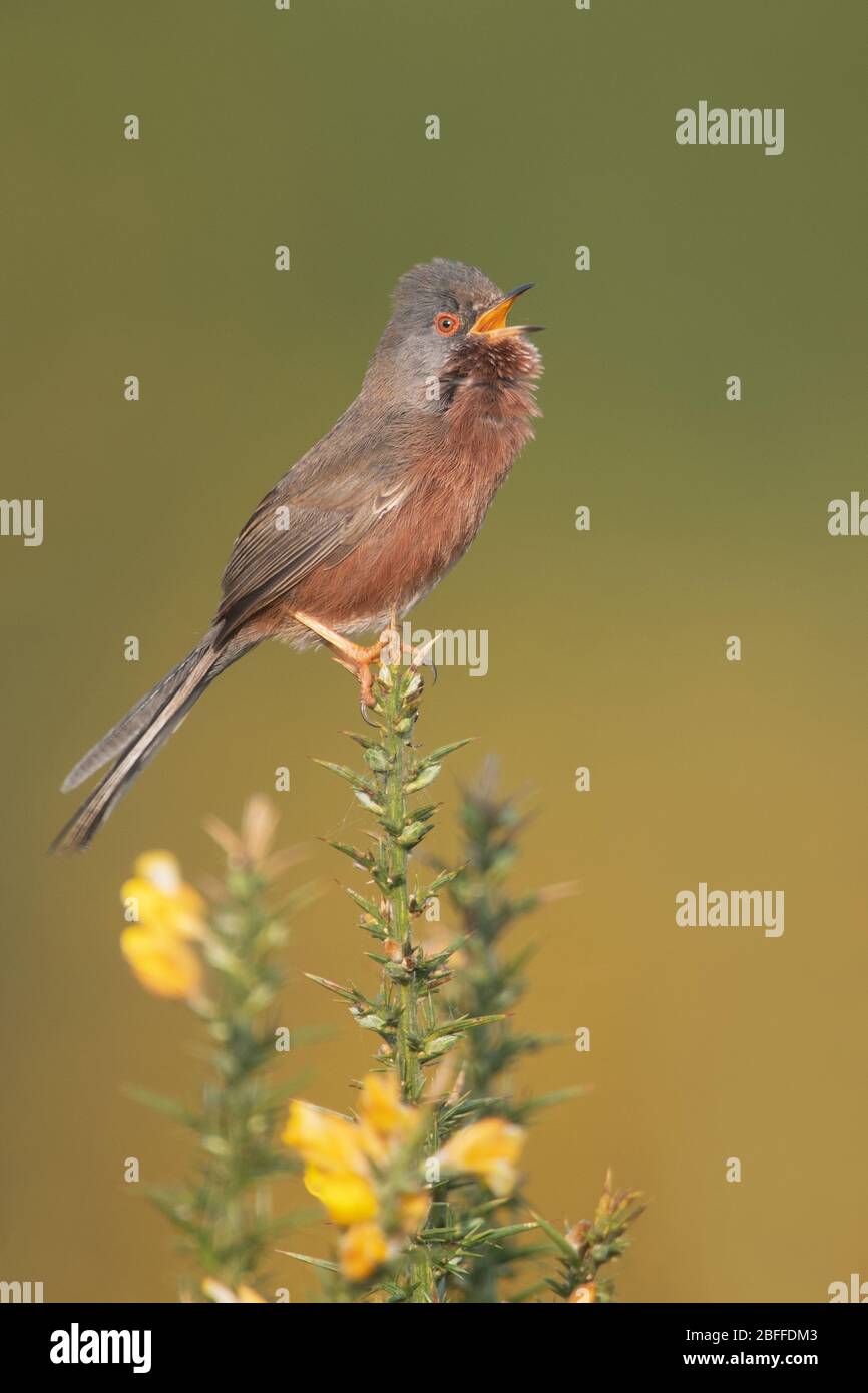 Dartford Warbler, Surrey, Regno Unito Foto Stock