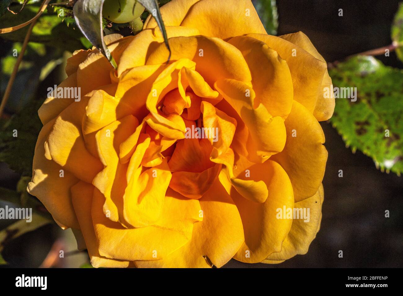 Color ambra Flush Hybrid Tea Rose Foto Stock