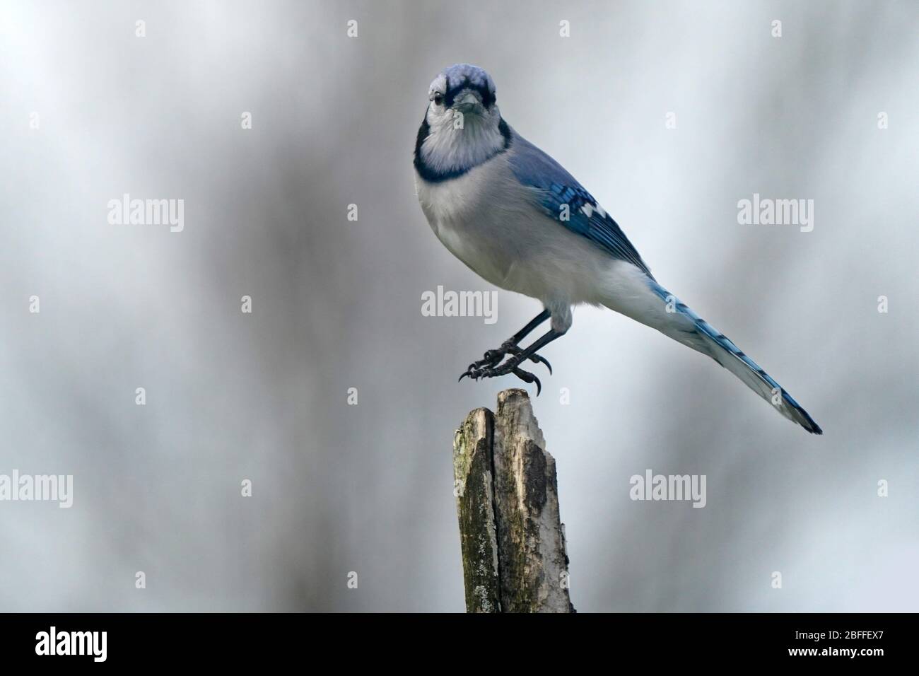 Blu brillante Jays che si perching o decollo in volo Foto Stock