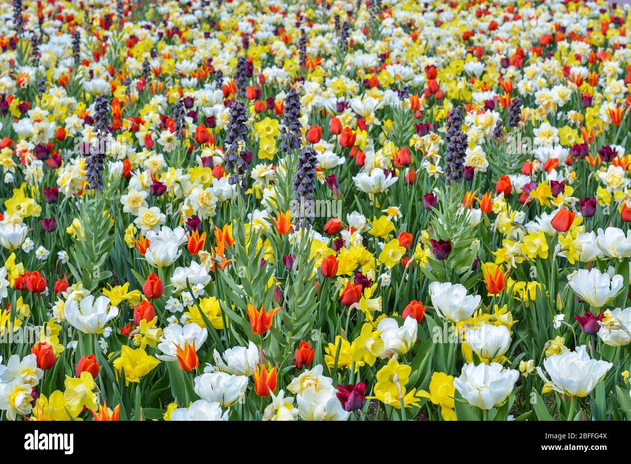 Un campo di fiori di primavera diversi con colori bellissimi Foto Stock