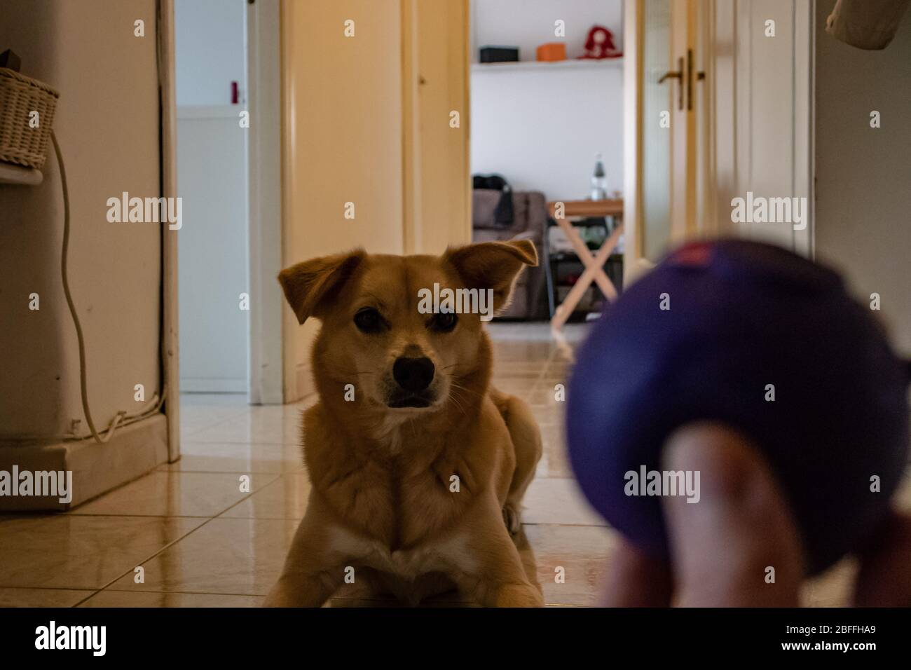 Roma, 16 aprile 2020. Il cane attende il lancio della palla, pronto per correre e saltare non appena la palla inizia. Foto Stock