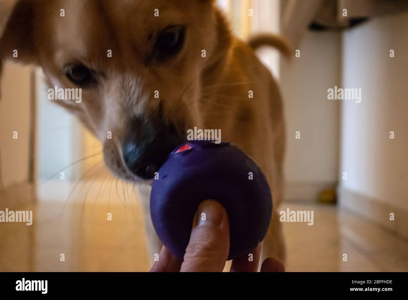 Roma, 16 aprile 2020. Il cane ama giocare con la palla a casa, lo sniffs e poi cerca di catturarla. Foto Stock