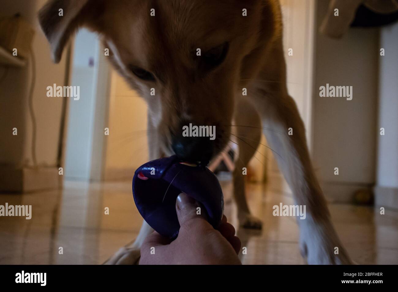 Roma, 16 aprile 2020. Il cane ama giocare con la palla a casa, lo sniffs e poi cerca di catturarla. Foto Stock