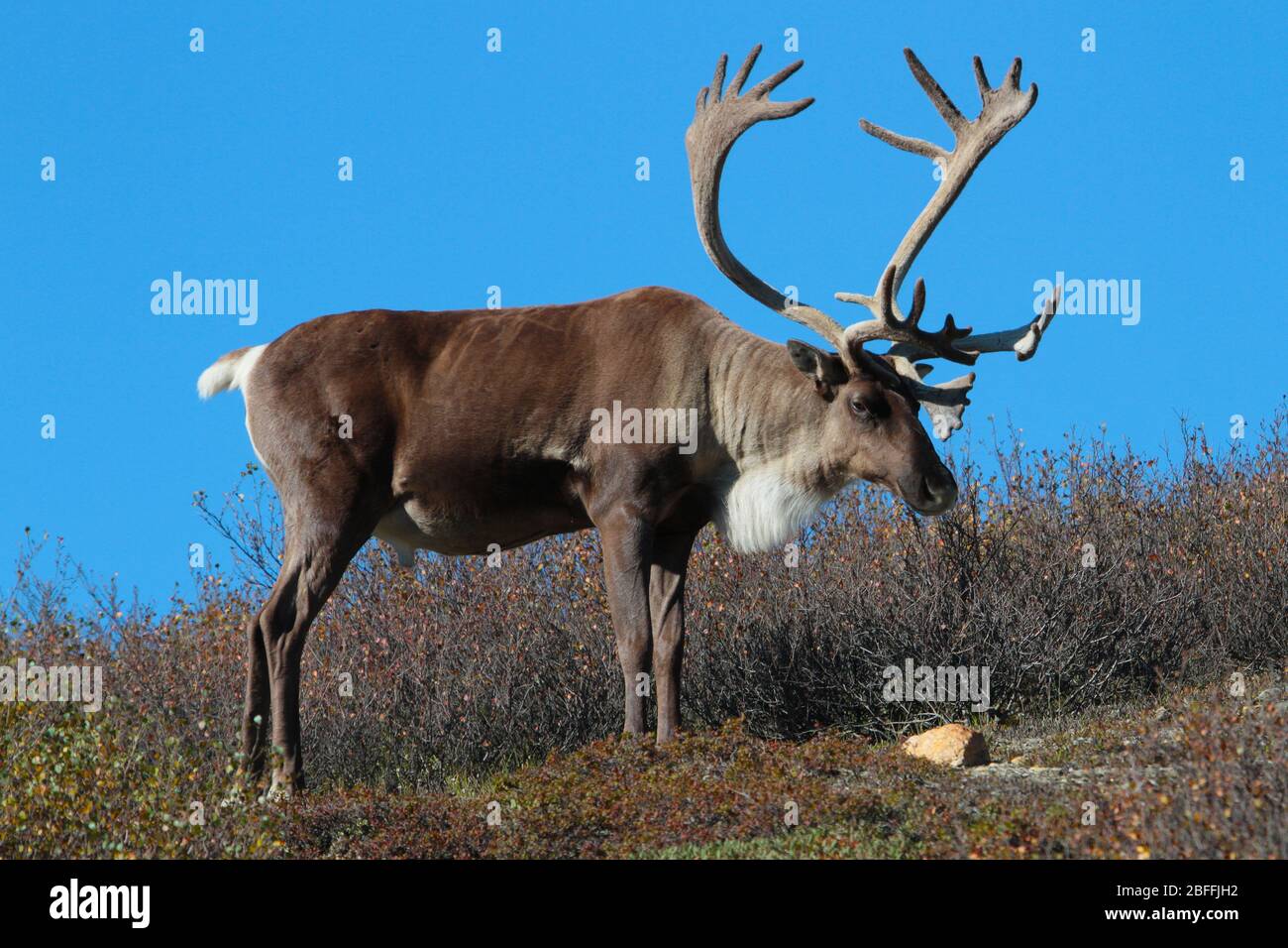Caribou con Antlers a Tundra in Alaska con Blue Sky Foto Stock