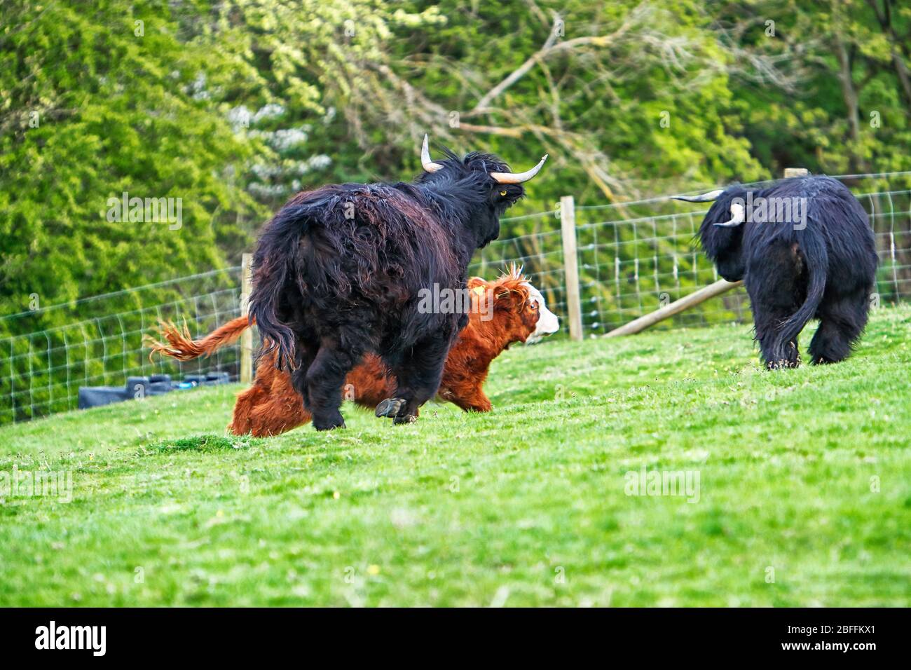 Bestiame proveniente dalla mandria Chevin di bestiame delle Highland che corre intorno al campo Foto Stock