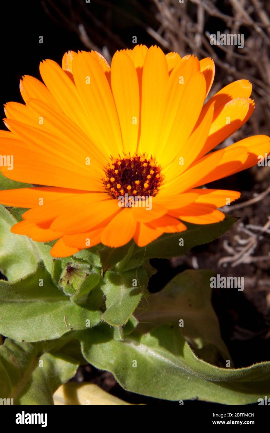 Fiore di Marigold arancione (Calendula) Foto Stock
