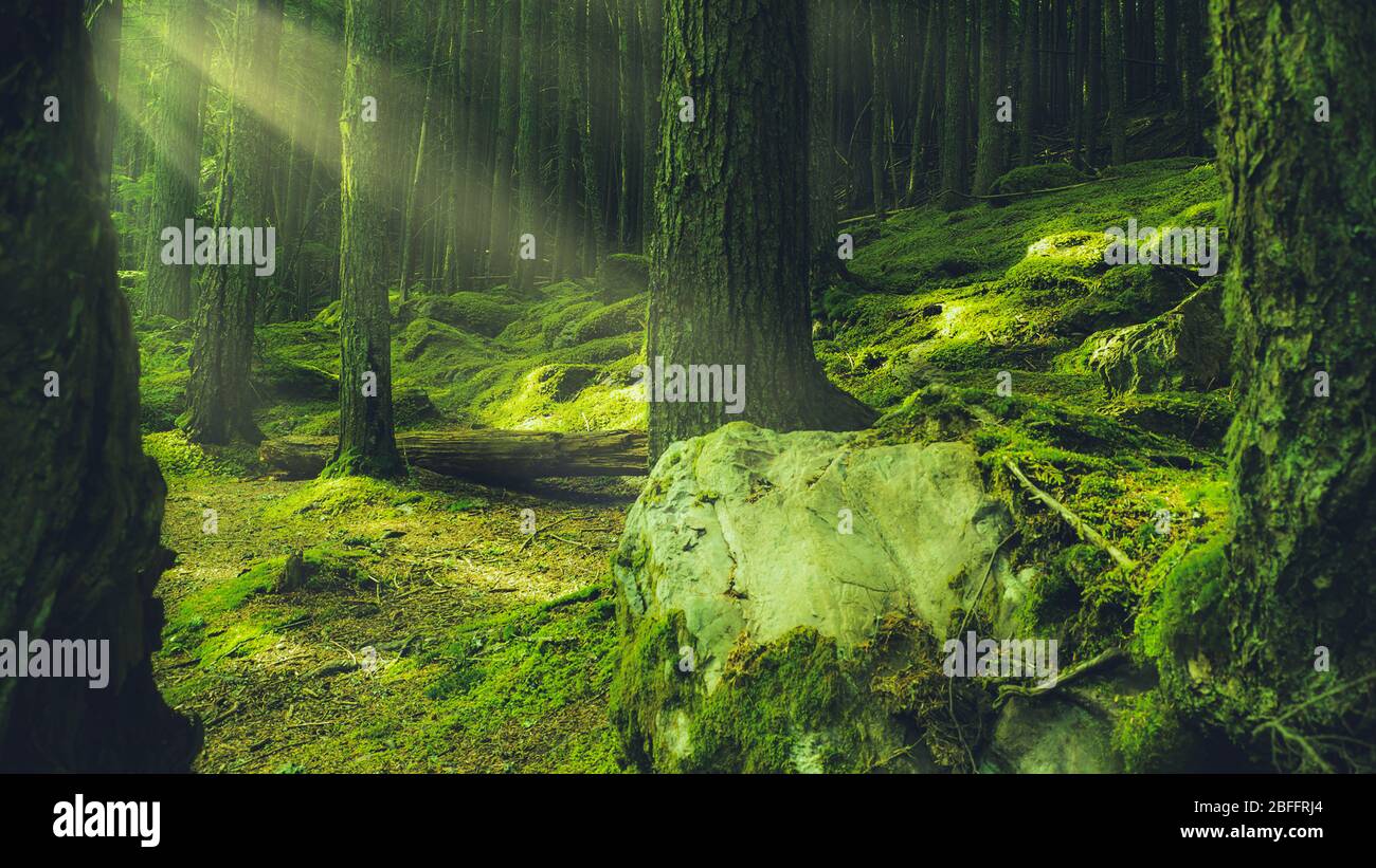 Raggi di luce tenui nella foresta di Moss Covered Earth con alberi di corteccia e di pino Foto Stock